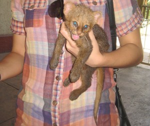 jaguarundi