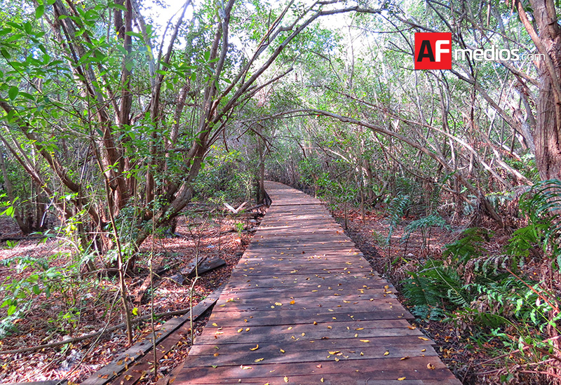 manglar-estero-tortugario