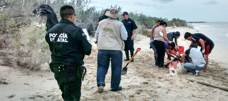 rot_profepa_varamiento_cachalote_yucatan