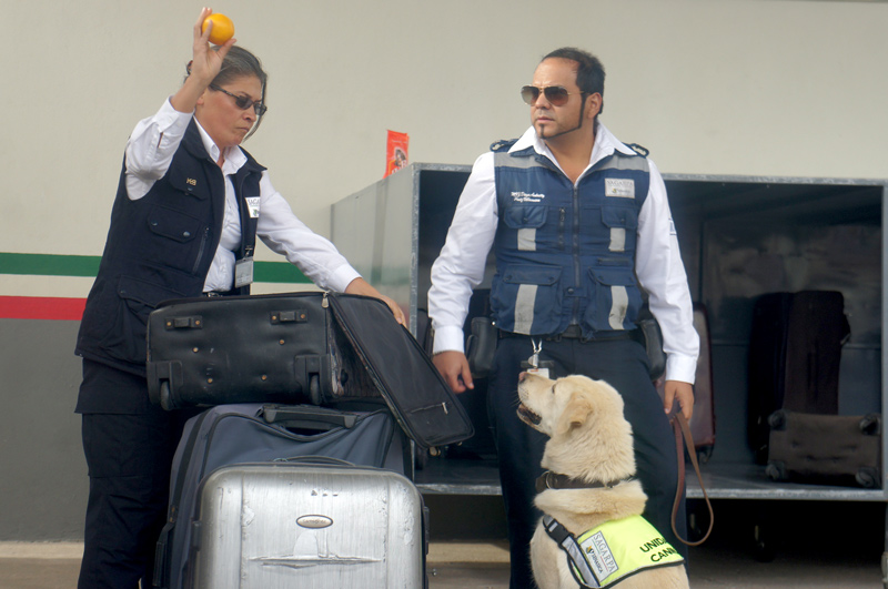 verificacion_senasica_aeropuerto