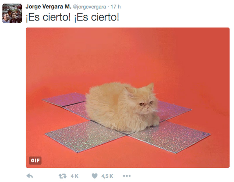 vergara_gatito_pumas