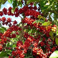 Cae 50 % la producción de café en 'zona alta' de Manzanillo - AFmedios