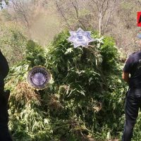 Policía Federal destruye 15 toneladas de marihuana en Tuxpan ... - AFmedios