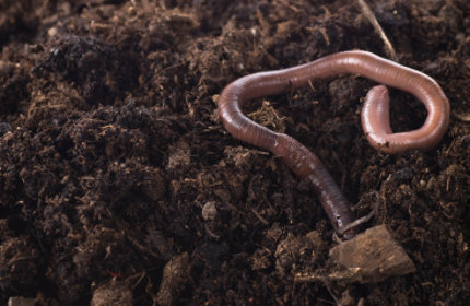 lombriz