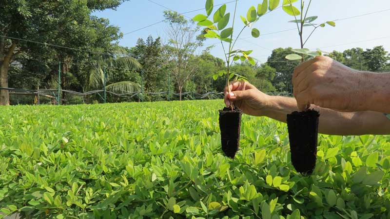 Coral, especie más utilizada para reforestar en Colima: Conafor | AFmedios  .- Agencia de Noticias