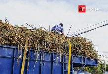 México recupera acceso al mercado azucarero de Estados Unidos; exportaciones crecerán más de 500%