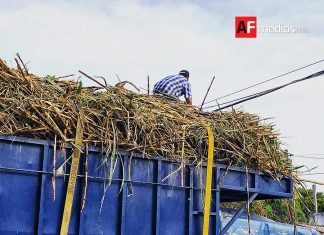 México recupera acceso al mercado azucarero de Estados Unidos; exportaciones crecerán más de 500%