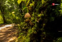 Este sábado inicia la 12ª Feria del Hongo en El Terrero, Minatitlán; invitan a disfrutar del bosque con turismo responsable