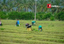 ¡Alerta jornalero! Que el trabajo no te cueste la libertad»; Cómo operan los «enganchadores»: Señales de alerta