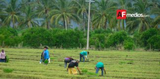 ¡Alerta jornalero! Que el trabajo no te cueste la libertad»; Cómo operan los «enganchadores»: Señales de alerta