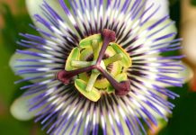 Cofepris avala el uso de 18 plantas medicinales para su uso legal