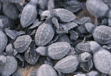 En 2018 se liberaron 160 mil tortugas en Cuyutlán