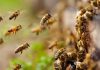 Persisten abejas en la colonia Ferrocarril de Armería; autoridades piden evitar la zona