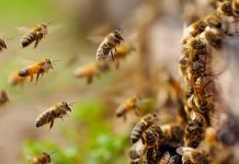 Persisten abejas en la colonia Ferrocarril de Armería; autoridades piden evitar la zona