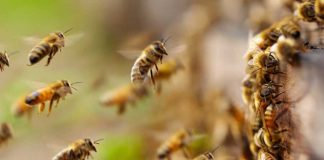 Persisten abejas en la colonia Ferrocarril de Armería; autoridades piden evitar la zona