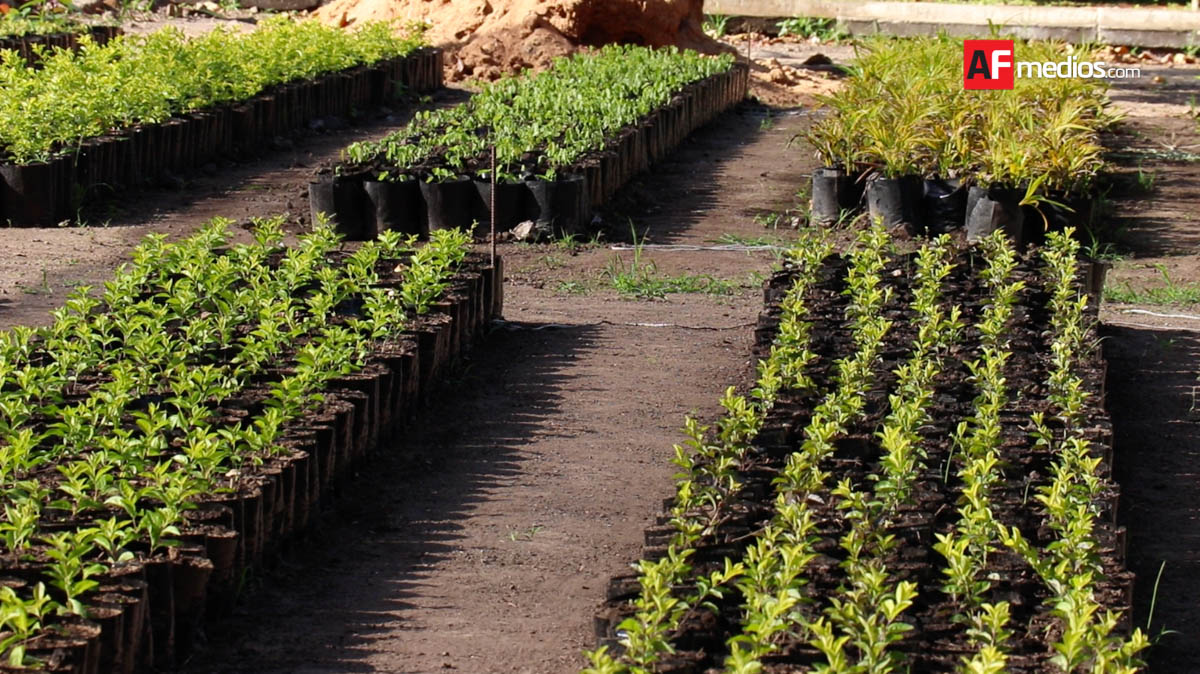 Vivero del estado dona árboles forestales y frutales para lograr  reforestación social | AFmedios .- Agencia de Noticias