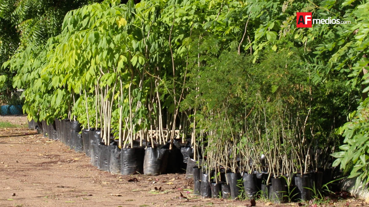 Vivero del estado dona árboles forestales y frutales para lograr  reforestación social | AFmedios .- Agencia de Noticias