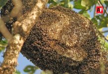 Aumentan incidentes con abejas en zonas urbanas de Colima
