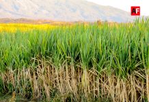 Amplían plazo de inscripción al subsidio eléctrico para el campo en Colima; beneficiados tienen hasta el 28 de febrero