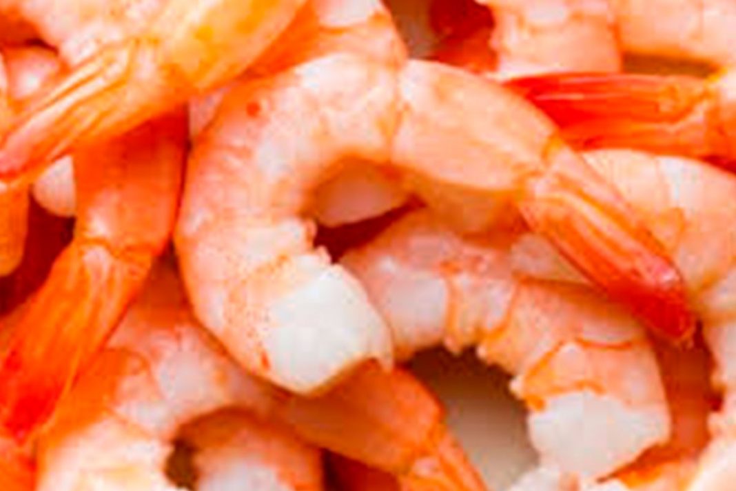camarones_100