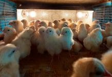 México suspende importación de productos avícolas de Brasil por brote de enfermedad de Newcastle