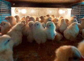 México suspende importación de productos avícolas de Brasil por brote de enfermedad de Newcastle