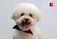 ¿Sabías que hay seguros para mascotas?, conoce quién los maneja y qué te ofrecen