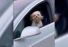 Usan piloto automático de Tesla y un perro para lograr video viral; policía de Texas busca a responsables