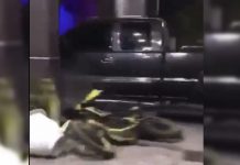 Lo corren de un bar en Michoacán; embiste establecimiento con su camioneta