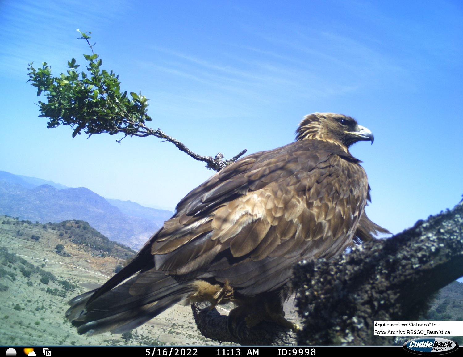 Reproducción del águila real crece 75% en la Reserva de la Biosfera Sierra  Gorda de Guanajuato | AFmedios .- Agencia de Noticias