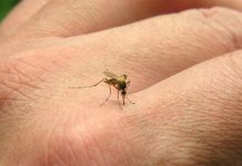 El Día Internacional contra el Dengue, impulsado por la OMS se celebra el 26 de agosto; Colima la entidad con más reportes