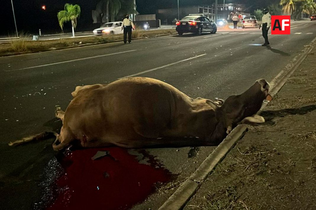 Auto se impacta con vaca en Tercer Anillo de la ciudad de Colima