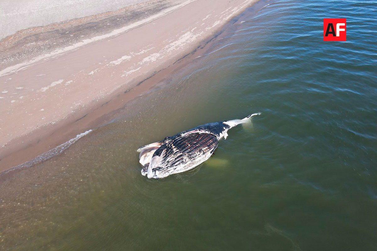 Profepa y PC de Guasave analizan posibilidad de que una ballena muerta de 12 m de largo permanezca en el estero hasta descomponerse – AFmedios.
