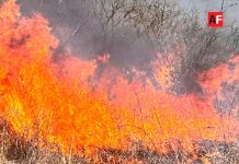 Colima registra 18 incendios forestales y más de 300 hectáreas afectadas