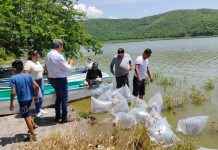 Subseder Colima entregó 60 mil alevines a productores de la comunidad de Alcuzahue