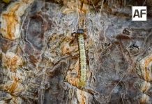 Imades y Conafor atienden presencia de insecto defoliador en zonas forestales de Colima