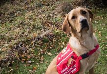 Hay perros optimistas y perros pesimistas: investigadora Bistre Dabbah