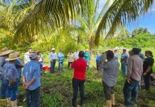 Gobierno del Estado de Colima coadyuva a control de plaga Picudo Negro del Cocotero