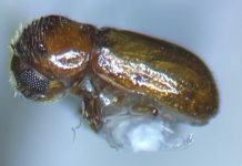 Estudian escarabajos que podrían atacar a manglares