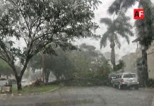 Árboles caídos tras la lluvia de este miércoles en Colima