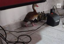 Protección Civil Estatal Colima exhorta a cuidar a los “pichichis” en zonas urbanas