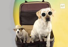 Si viajas a México con tu michi o tu lomito, tienes que leer esto