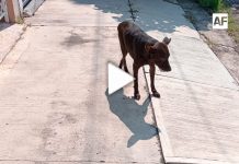 #LectoresAF Denuncia ciudadana: envenenan a animales en Placetas Estadio