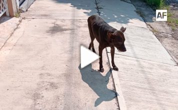 #LectoresAF Denuncia ciudadana: envenenan a animales en Placetas Estadio