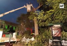 UEPC y PC Colima eliminan enjambre de abejas en el Jardín Libertad