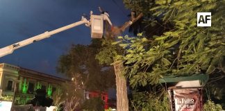 UEPC y PC Colima eliminan enjambre de abejas en el Jardín Libertad