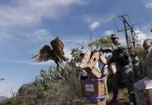 Guardia Nacional refuerza seguridad ambiental con liberación de fauna silvestre en Hidalgo
