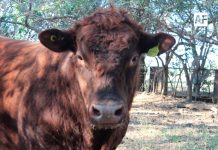 Detectan caso de Gusano Barrenador en Encarnación de Díaz, Jalisco