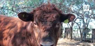 Detectan caso de Gusano Barrenador en Encarnación de Díaz, Jalisco