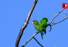 Profepa y Meta suman esfuerzos para frenar el tráfico ilegal de vida silvestre en redes sociales